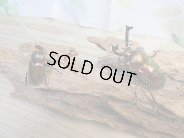 画像5: ★レッド血統★ ニジイロクワガタ♂57ミリ♀フリーサイズペア販売！！ (5)