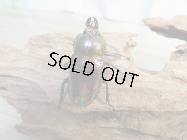 画像4: ★レッド血統★ ニジイロクワガタ♂57ミリ♀フリーサイズペア販売！！ (4)