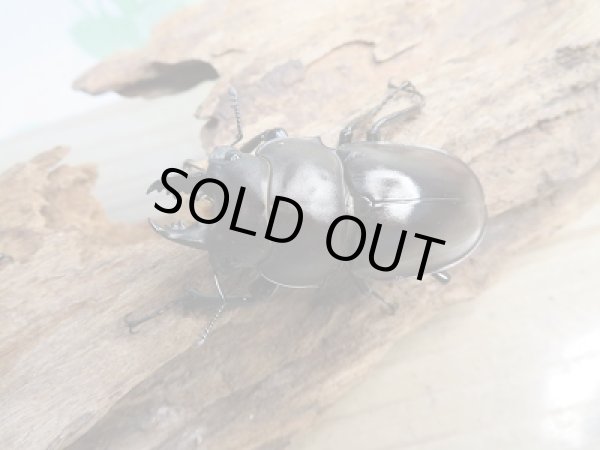 画像2: ☆新成虫☆ヤエヤママルバネクワガタ♂51ミリ〜52ミリ♀45ミリペア販売!! (2)