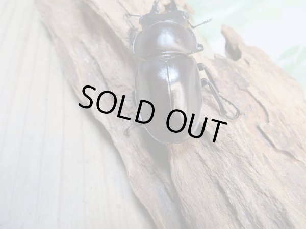 画像3: ☆新成虫☆ヤエヤママルバネクワガタ♂51ミリ〜52ミリ♀45ミリペア販売!! (3)