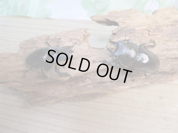 画像5: ☆新成虫☆ヤエヤママルバネクワガタ♂51ミリ〜52ミリ♀45ミリペア販売!! (5)