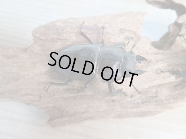 画像4: ☆新成虫☆ヤエヤママルバネクワガタ♂51ミリ〜52ミリ♀45ミリペア販売!! (4)