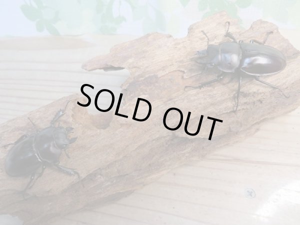 画像5: ☆新成虫☆ヤエヤママルバネクワガタ♂48ミリ♀44ミリペア販売!! (5)