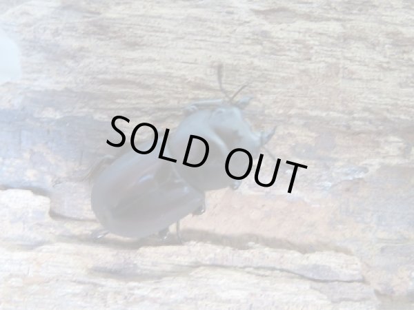 画像4: ★24年種親用★ラティオキナティブスコクワガタ♂31ミリ♀24ミリ新成虫ペア販売!! (4)