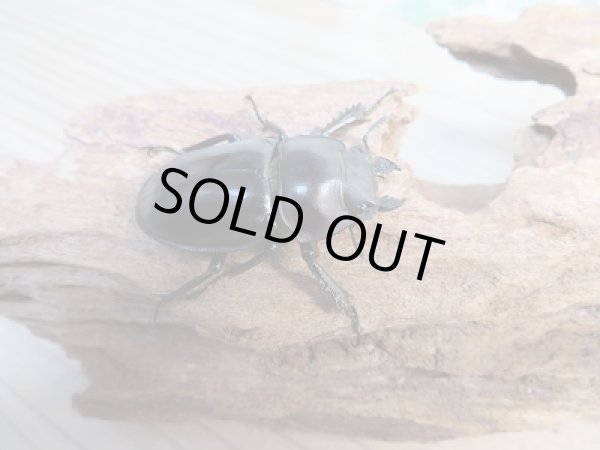 画像4: ☆新成虫☆ヤエヤママルバネクワガタ♂48ミリ♀44ミリペア販売!! (4)