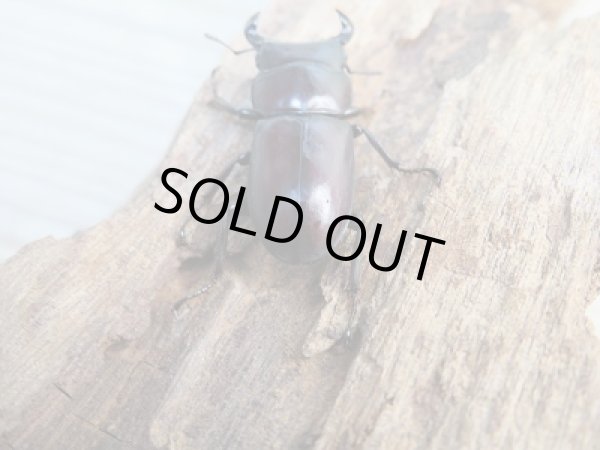 画像3: ★24年種親用★ラティオキナティブスコクワガタ♂31ミリ♀24ミリ新成虫ペア販売!! (3)