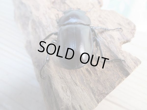 画像3: ☆新成虫☆ヤエヤママルバネクワガタ♂48ミリ♀44ミリペア販売!! (3)