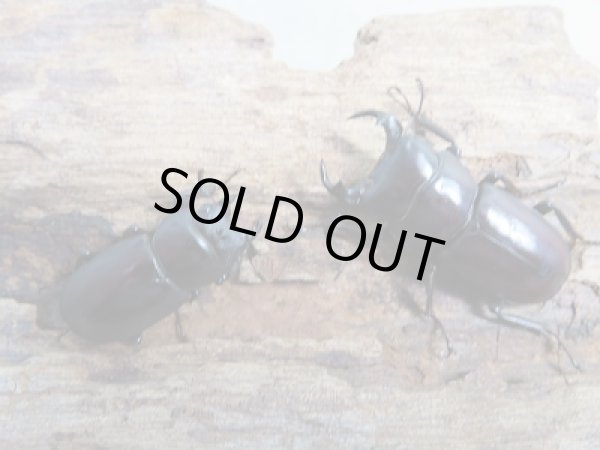 画像5: ★24年種親用★ラティオキナティブスコクワガタ♂31ミリ♀24ミリ新成虫ペア販売!! (5)