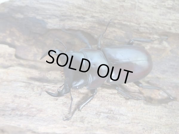 画像2: ★24年種親用★ラティオキナティブスコクワガタ♂31ミリ♀24ミリ新成虫ペア販売!! (2)