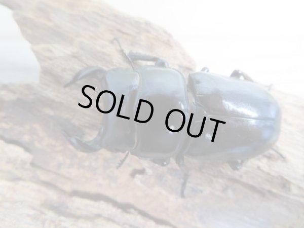 画像2: 新成虫☆WF4☆ドルクス・ヤクシャ♂48ミリ♀34ミリペア販売！！ (2)