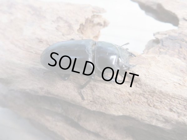 画像4: 新成虫☆WF4☆ドルクス・ヤクシャ♂48ミリ♀34ミリペア販売！！ (4)