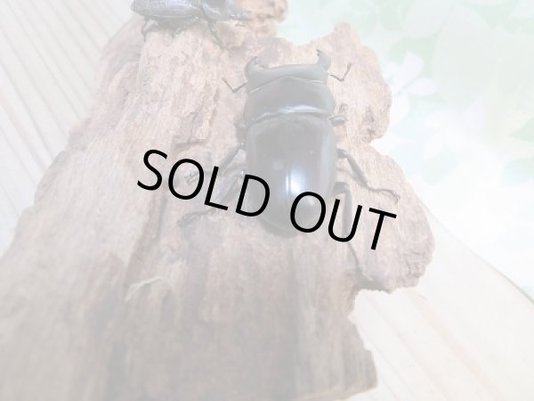 画像3: 新成虫☆WF1☆ドルクス・ノセ♂50ミリ♀29ミリペア+♀29ミリ計3頭トリオ販売!! (3)