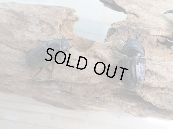 画像4: 新成虫☆WF1☆ドルクス・ノセ♂50ミリ♀29ミリペア+♀29ミリ計3頭トリオ販売!! (4)