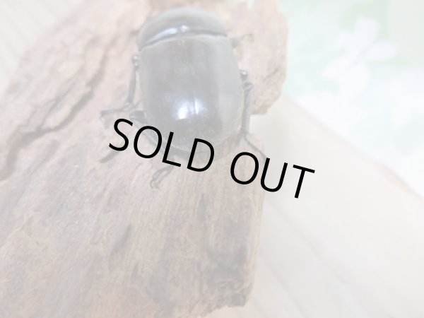 画像3: 新成虫☆WF4☆ドルクス・ヤクシャ♂48ミリ♀34ミリペア販売！！ (3)