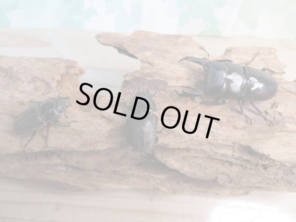 画像5: 新成虫☆WF1☆ドルクス・ノセ♂50ミリ♀29ミリペア+♀29ミリ計3頭トリオ販売!! (5)