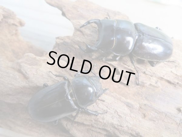 画像5: 新成虫☆WF4☆ドルクス・ヤクシャ♂48ミリ♀34ミリペア販売！！ (5)