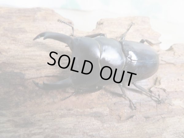 画像2: 新成虫☆WF1☆ドルクス・ノセ♂50ミリ♀29ミリペア+♀29ミリ計3頭トリオ販売!! (2)