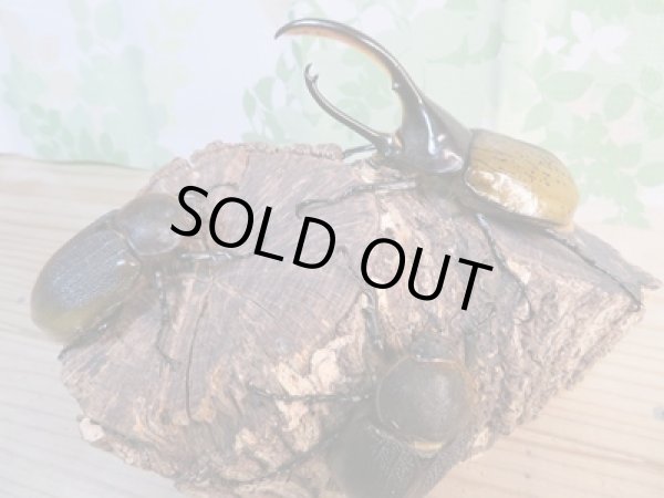 画像6: ☆新成虫☆D.H.リッキー♂110ミリ♀63ミリペア+♀59ミリ計3頭トリオ販売!! (6)