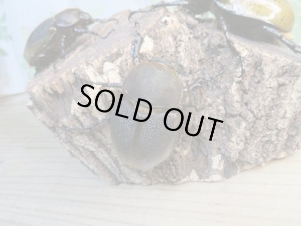 画像5: ☆新成虫☆D.H.リッキー♂110ミリ♀63ミリペア+♀59ミリ計3頭トリオ販売!! (5)