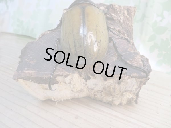 画像3: ☆新成虫☆D.H.ヘラクレス♂107ミリ♀60ミリ前後ペア販売!! (3)