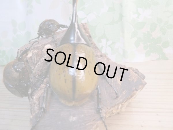 画像3: ☆新成虫☆D.H.リッキー♂110ミリ♀63ミリペア+♀59ミリ計3頭トリオ販売!! (3)