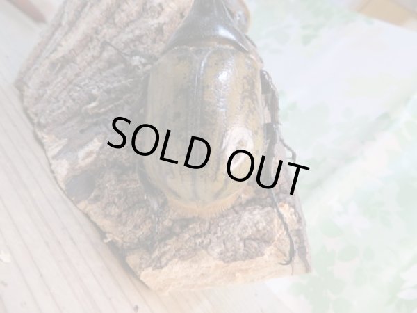 画像3: ☆新成虫☆D.H.ヘラクレス♂108ミリ♀60ミリ前後ペア販売!! (3)