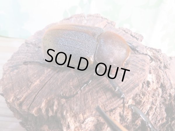 画像4: ☆新成虫☆D.H.ヘラクレス♂108ミリ♀60ミリ前後ペア販売!! (4)