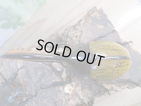 画像2: ☆新成虫☆D.H.リッキー♂110ミリ♀63ミリペア+♀59ミリ計3頭トリオ販売!! (2)