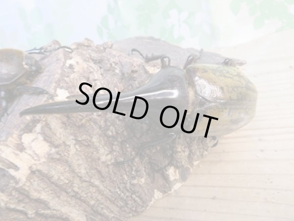 画像2: ☆新成虫☆D.H.ヘラクレス♂108ミリ♀60ミリ前後ペア販売!! (2)