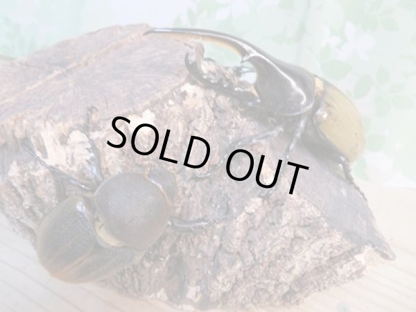 画像5: ☆新成虫☆D.H.ヘラクレス♂107ミリ♀60ミリ前後ペア販売!! (5)