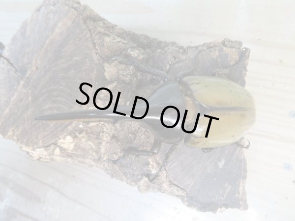 画像2: ☆新成虫☆D.H.ヘラクレス♂107ミリ♀60ミリ前後ペア販売!! (2)