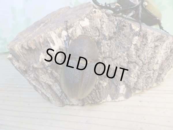 画像4: ☆新成虫☆D.H.ヘラクレス♂107ミリ♀60ミリ前後ペア販売!! (4)