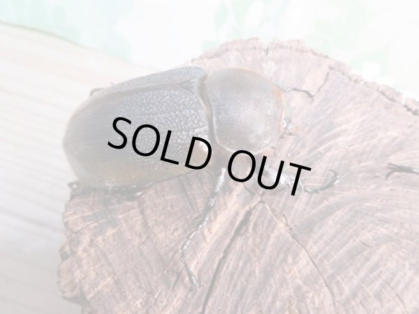 画像4: ☆新成虫☆D.H.リッキー♂110ミリ♀63ミリペア+♀59ミリ計3頭トリオ販売!! (4)