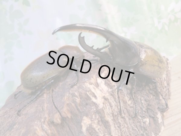 画像5: ☆新成虫☆D.H.ヘラクレス♂108ミリ♀60ミリ前後ペア販売!! (5)