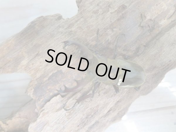 画像2: ☆24年種親用☆ウェムケンミヤマクワガタ♂46ミリ♀34ミリペア販売！！ (2)