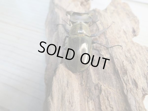 画像3: ☆24年種親用☆ウェムケンミヤマクワガタ♂50ミリ♀37ミリペア販売!! (3)