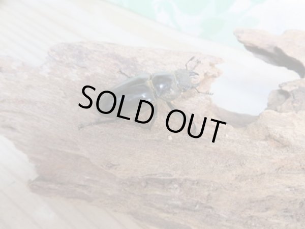 画像4: ☆24年種親用☆ウェムケンミヤマクワガタ♂46ミリ♀34ミリペア販売！！ (4)