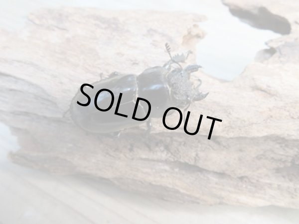 画像4: ☆24年種親用☆ウェムケンミヤマクワガタ♂50ミリ♀37ミリペア販売!! (4)