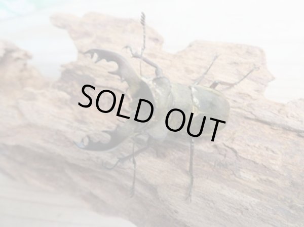 画像2: ☆24年種親用☆ウェムケンミヤマクワガタ♂49ミリ♀36ミリペア販売！！ (2)