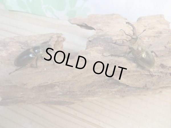 画像5: ☆24年種親用☆ウェムケンミヤマクワガタ♂46ミリ♀34ミリペア販売！！ (5)