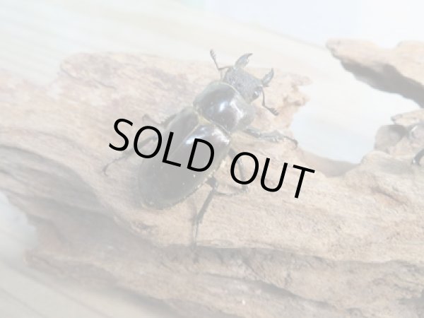 画像4: ☆24年種親用☆ウェムケンミヤマクワガタ♂52ミリ♀37ミリペア販売!! (4)