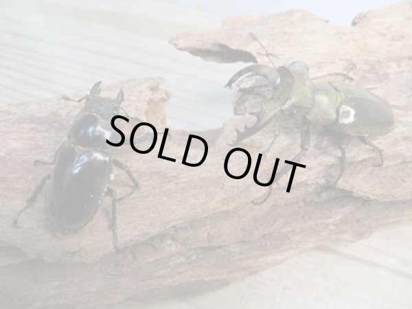 画像5: ☆24年種親用☆ウェムケンミヤマクワガタ♂52ミリ♀37ミリペア販売!! (5)