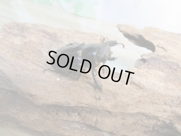 画像4: ☆24年種親用☆ウェムケンミヤマクワガタ♂49ミリ♀36ミリペア販売！！ (4)