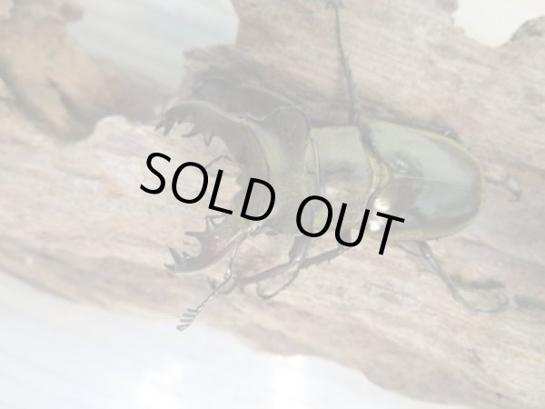 画像2: ☆24年種親用☆ウェムケンミヤマクワガタ♂52ミリ♀37ミリペア販売!! (2)