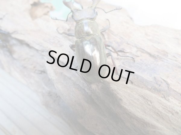 画像3: ☆24年種親用☆ウェムケンミヤマクワガタ♂46ミリ♀34ミリペア販売！！ (3)