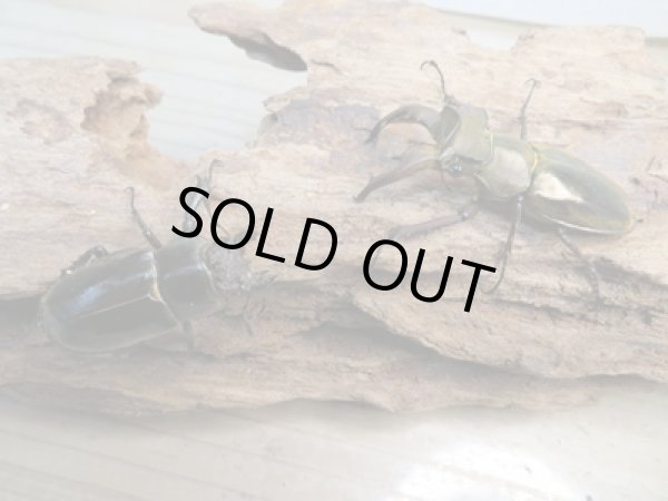 画像5: ☆24年種親用☆ウェムケンミヤマクワガタ♂50ミリ♀37ミリペア販売!! (5)