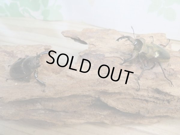 画像5: ☆24年種親用☆ウェムケンミヤマクワガタ♂49ミリ♀36ミリペア販売！！ (5)