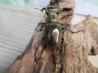 画像3: ☆24年種親用☆ウェムケンミヤマクワガタ♂52ミリ♀37ミリペア販売！！ (3)