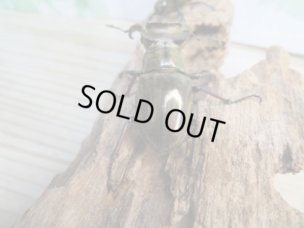 画像3: ☆24年種親用☆ウェムケンミヤマクワガタ♂52ミリ♀37ミリペア販売!! (3)