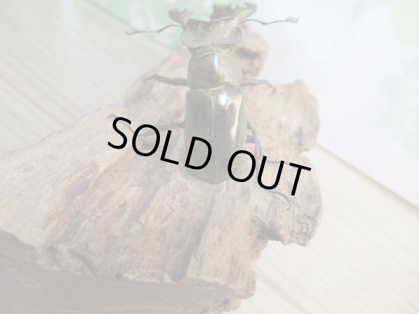 画像3: ☆24年種親用☆ウェムケンミヤマクワガタ♂49ミリ♀36ミリペア販売！！ (3)